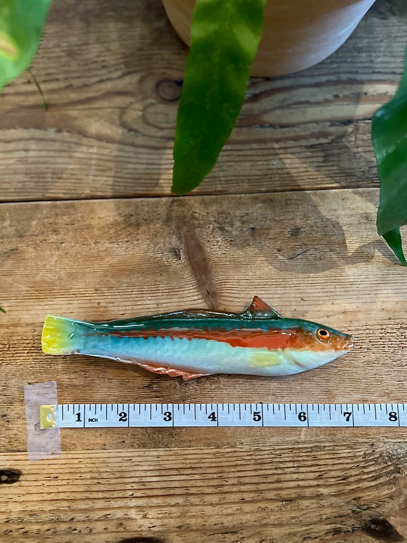 Pesce Re - Rainbow Wrasse