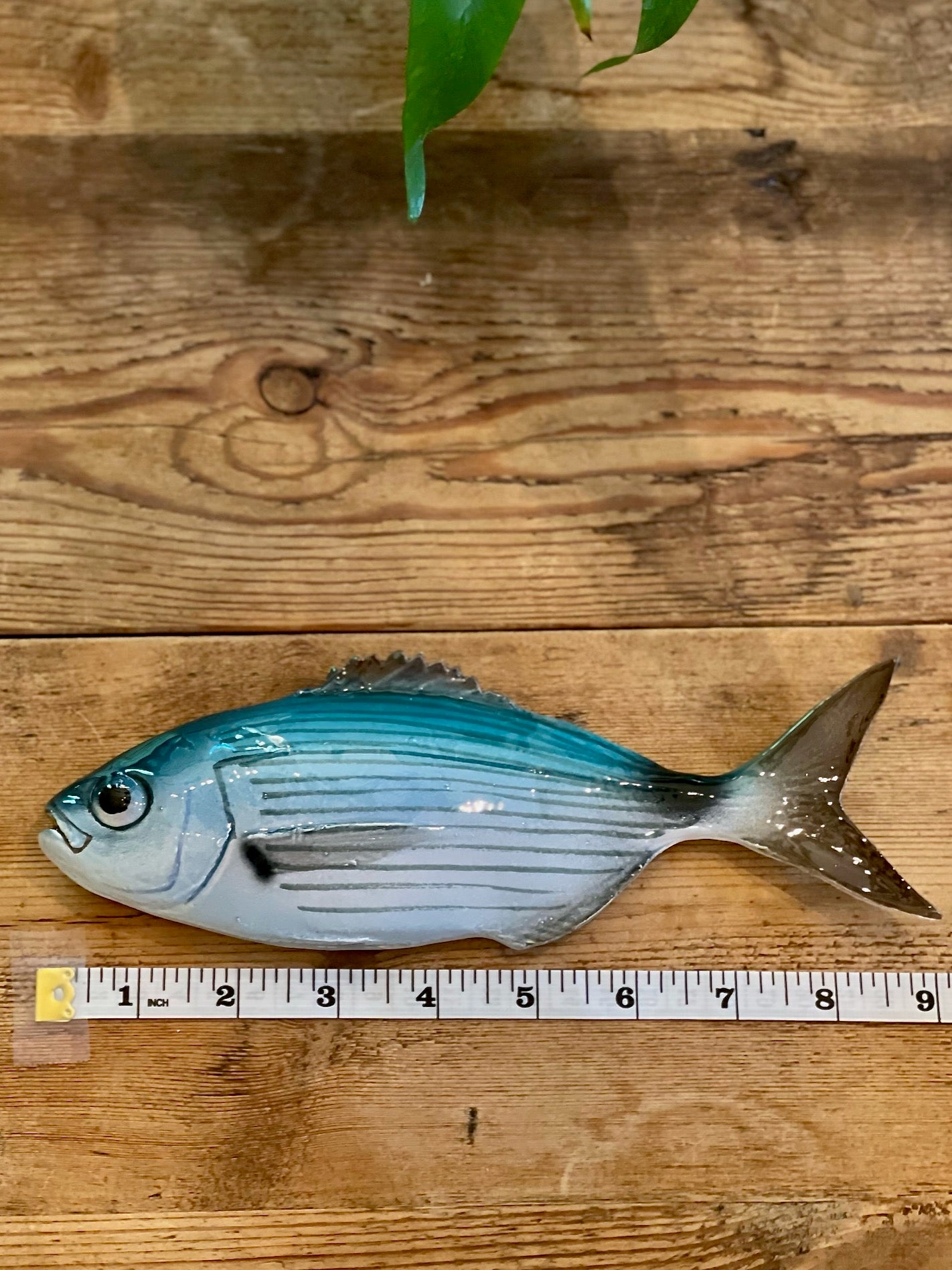 Occhiata - Saddled Sea Bream