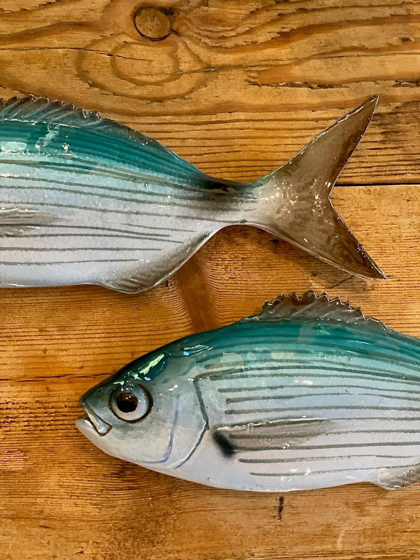 Occhiata - Saddled Sea Bream