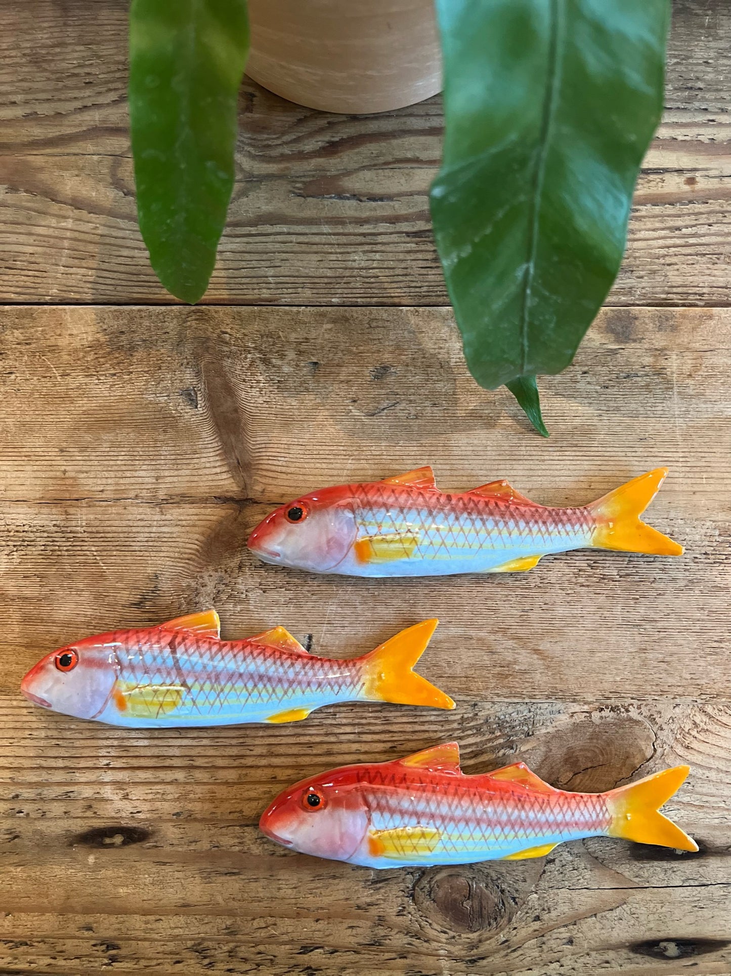 Triglia - Striped Red Mullet