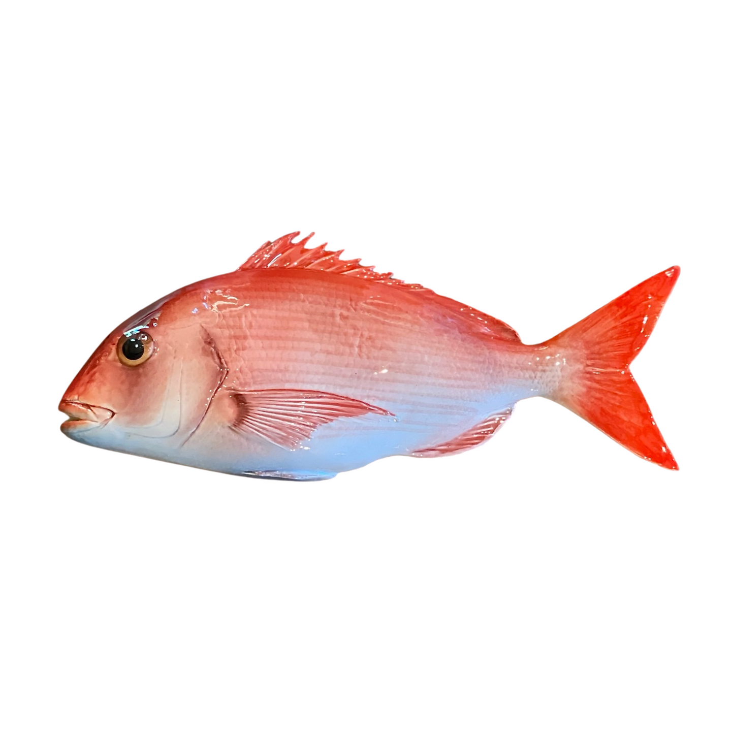 Pagro Grande  -  Large Red Snapper