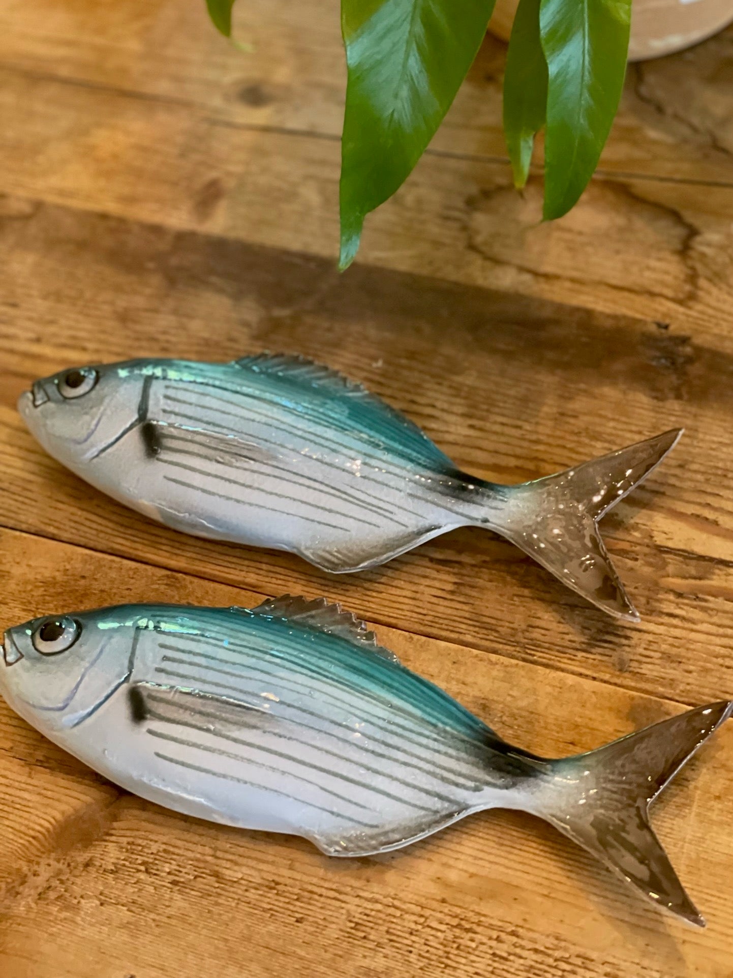 Occhiata - Saddled Sea Bream