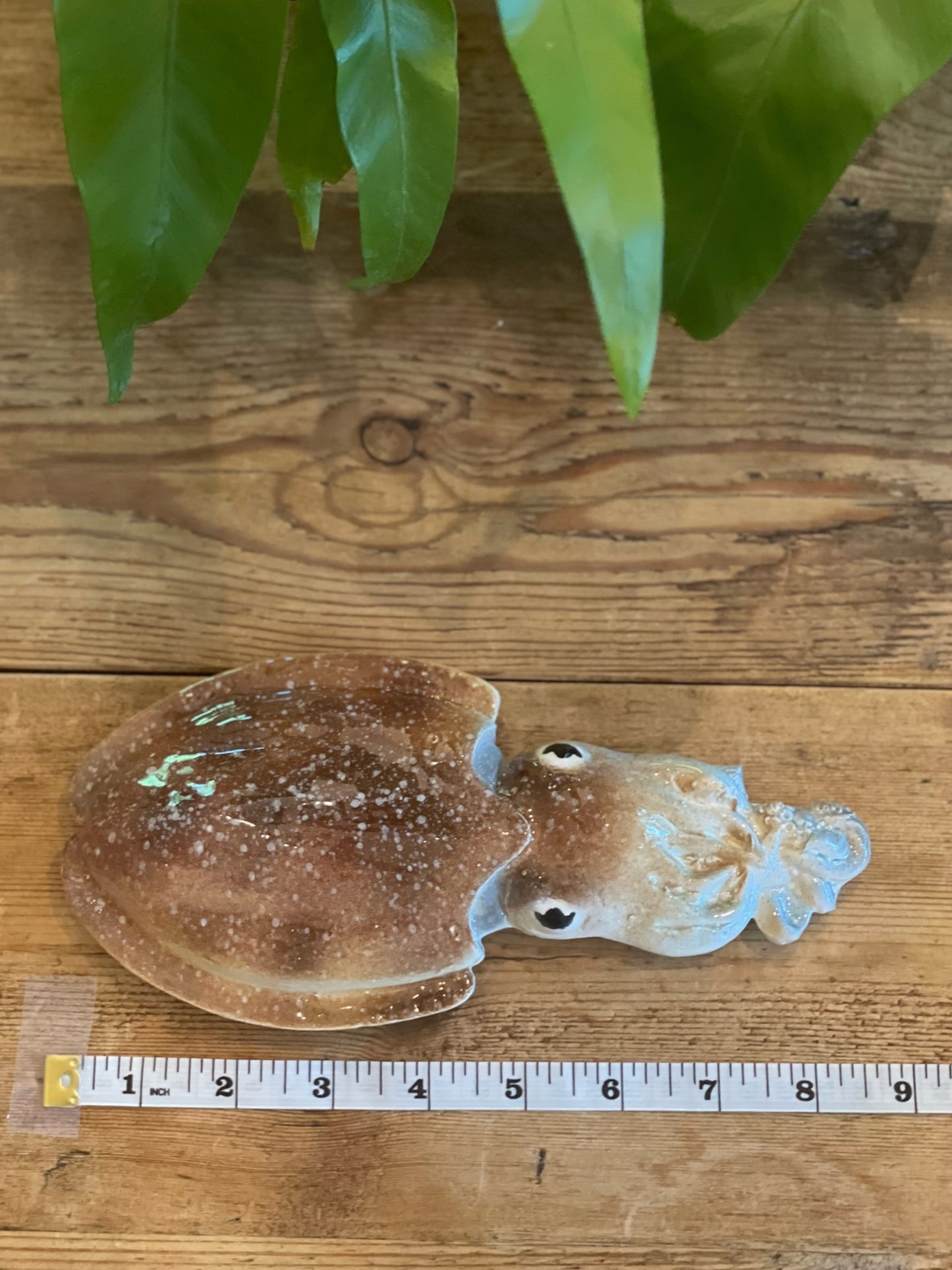 Seppia - Cuttlefish