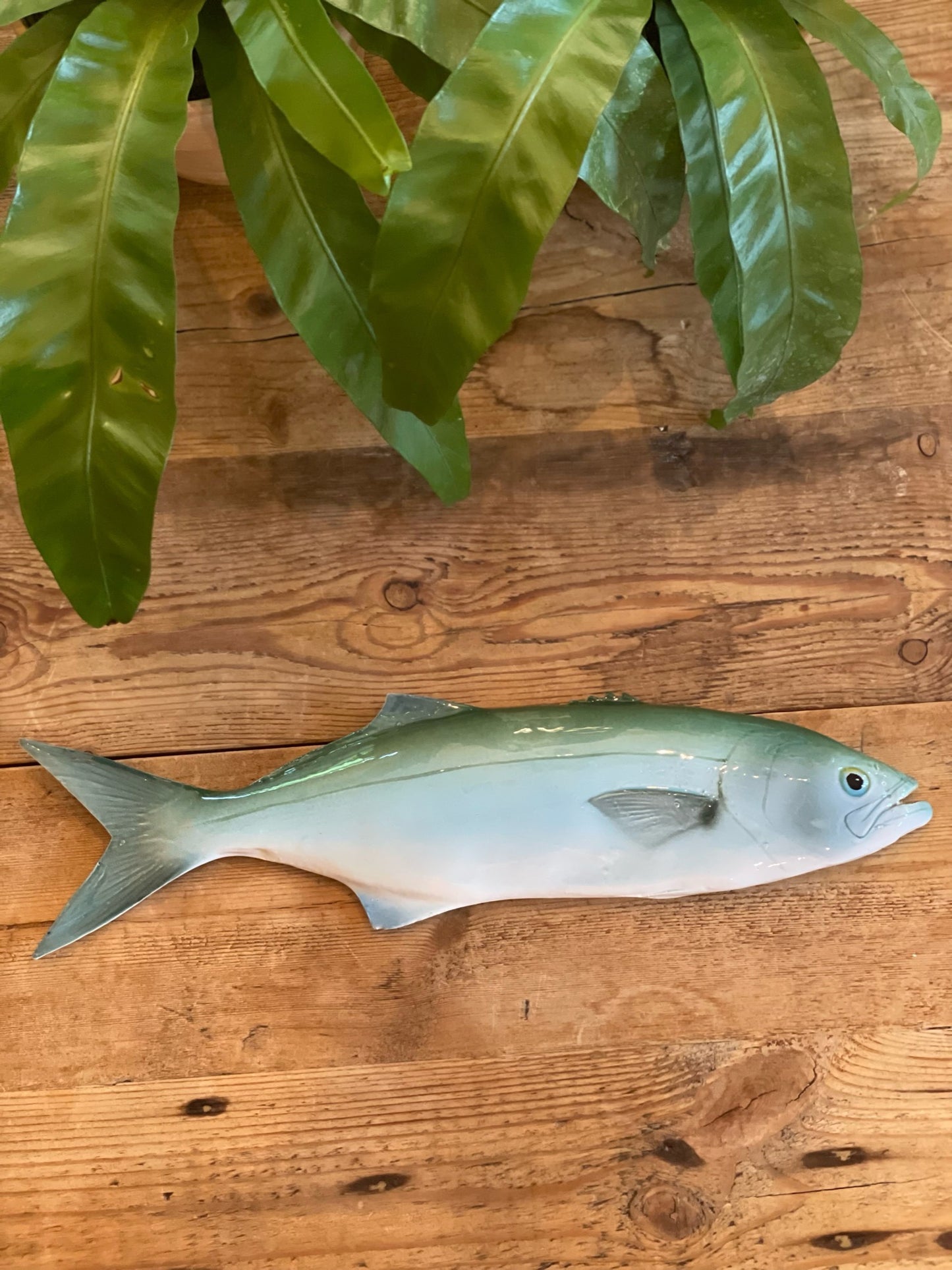 Serra - Bluefish