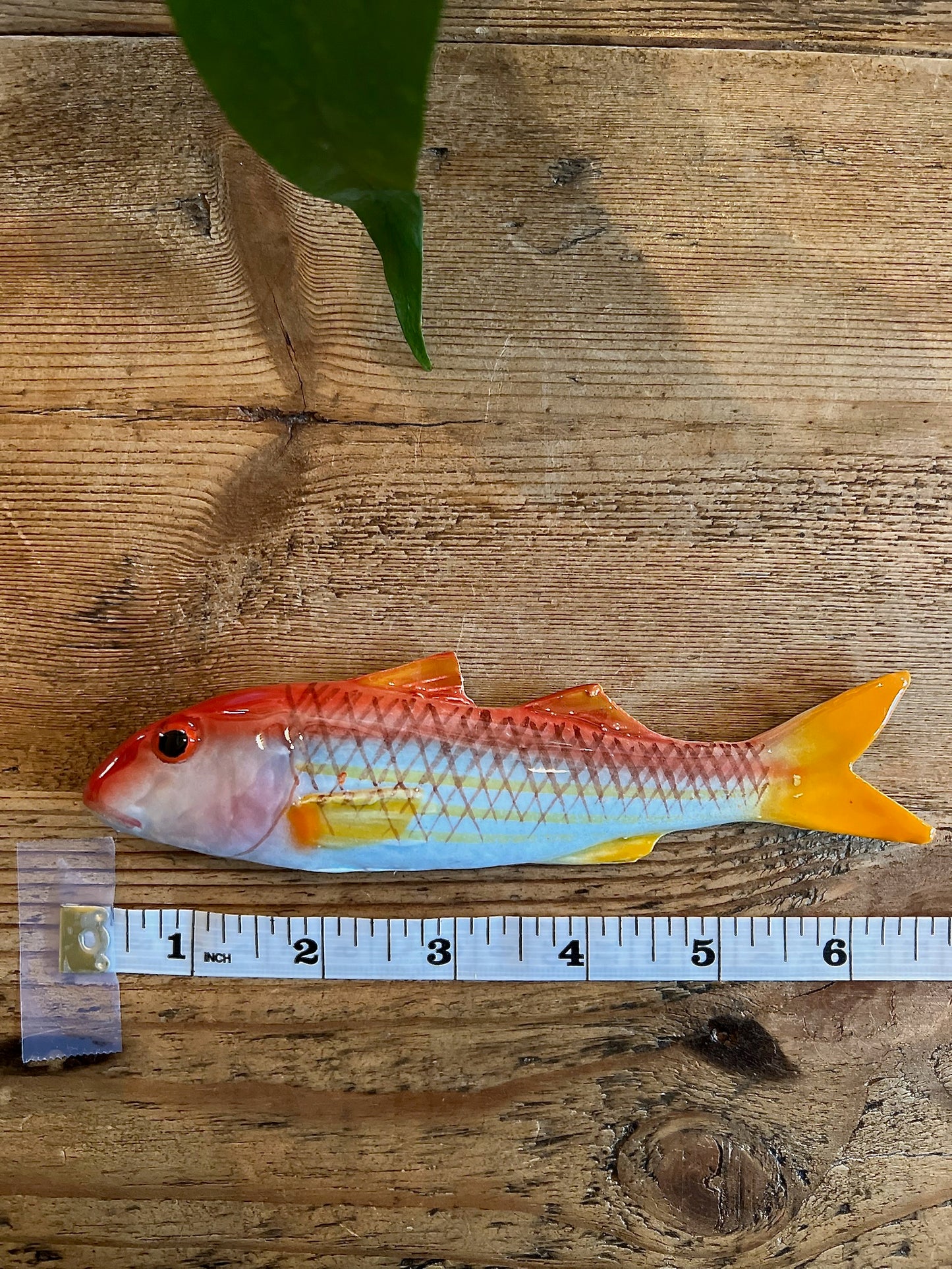 Triglia - Striped Red Mullet