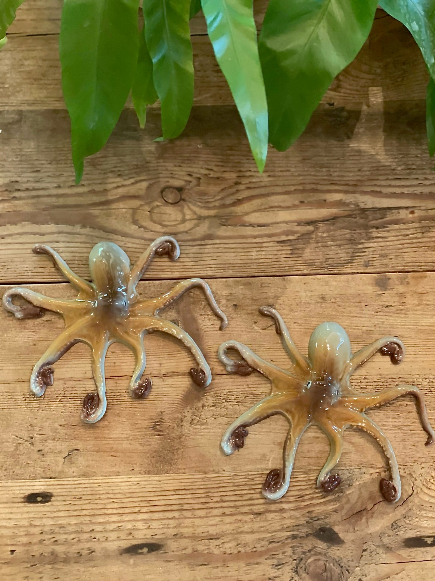 Polpo Medio - Medium Octopus