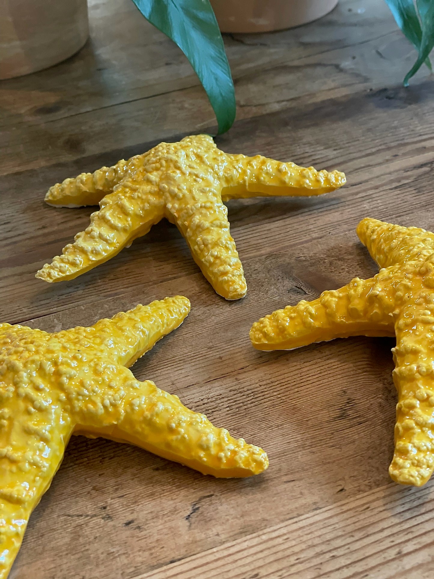 Stella Gialla - Yellow Starfish