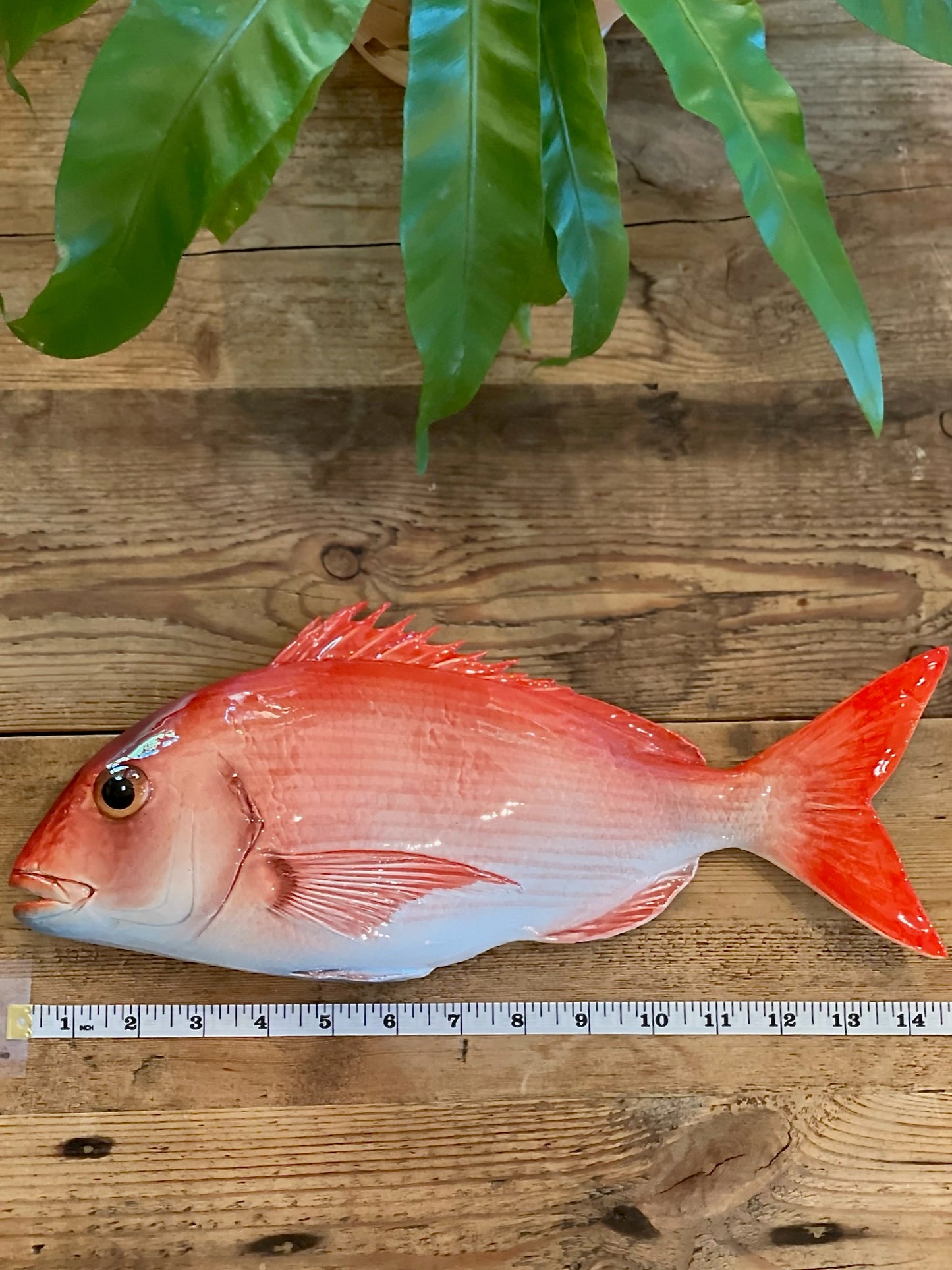 Pagro Grande  -  Large Red Snapper