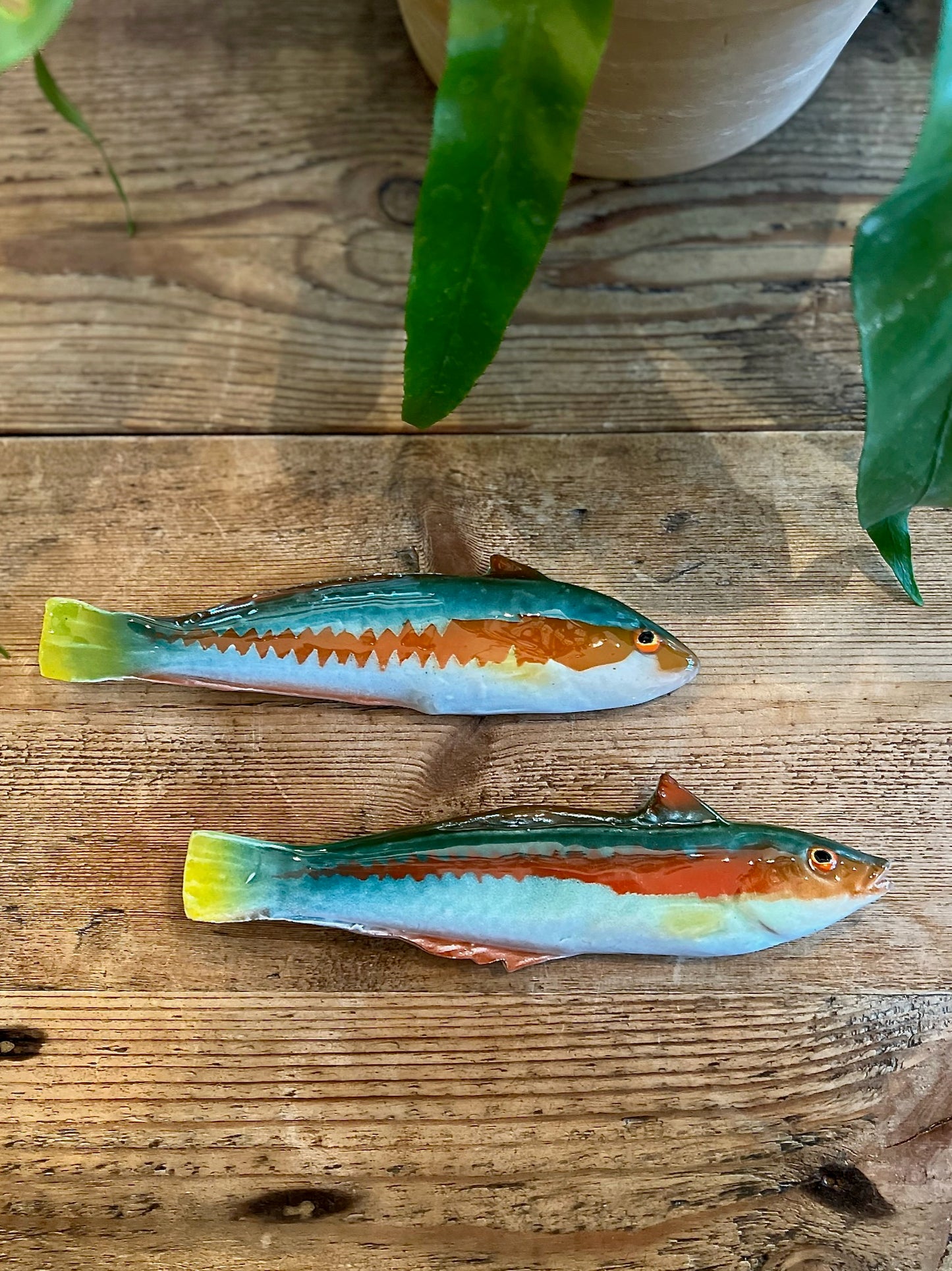 Pesce Re - Rainbow Wrasse