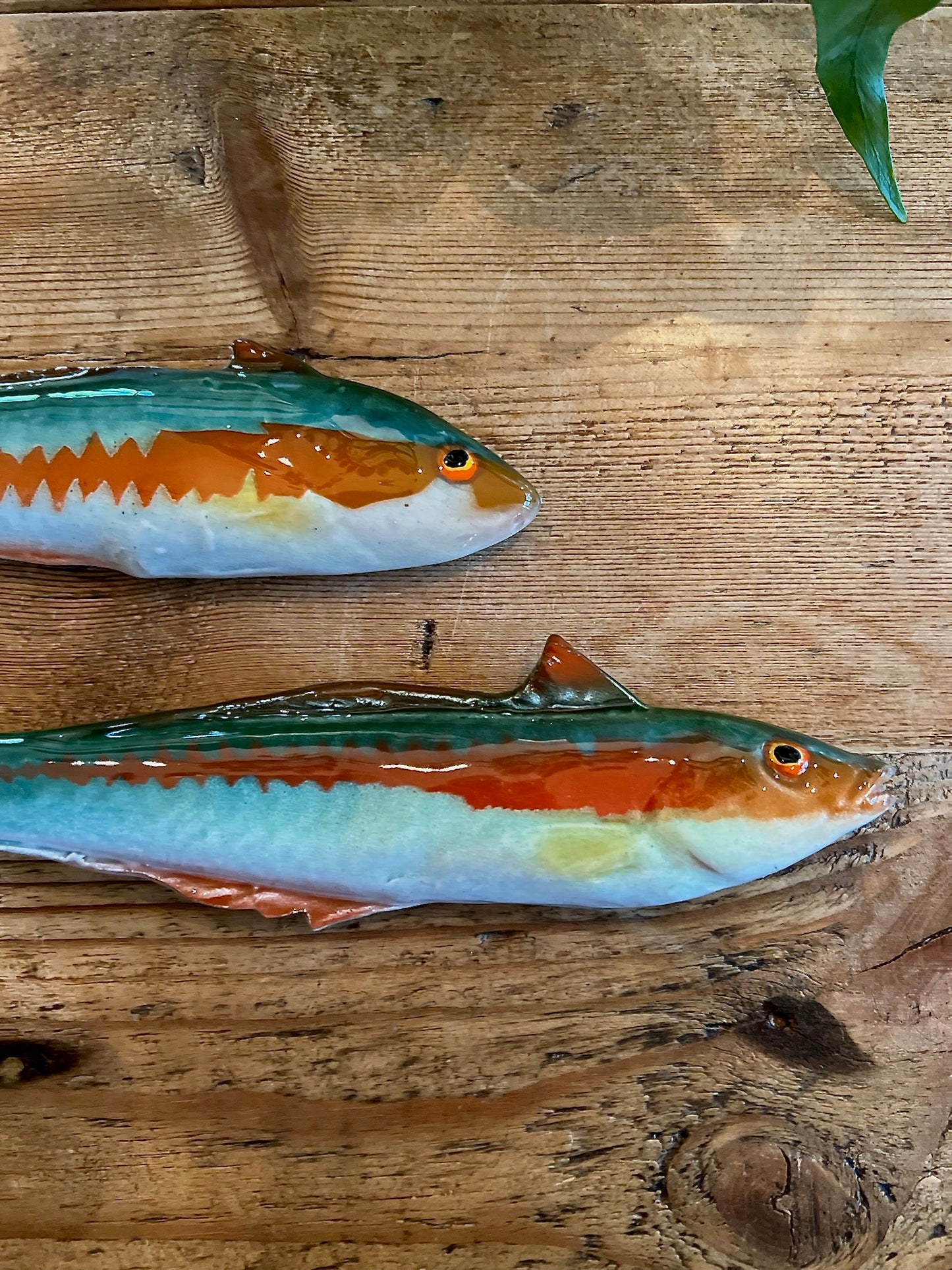 Pesce Re - Rainbow Wrasse