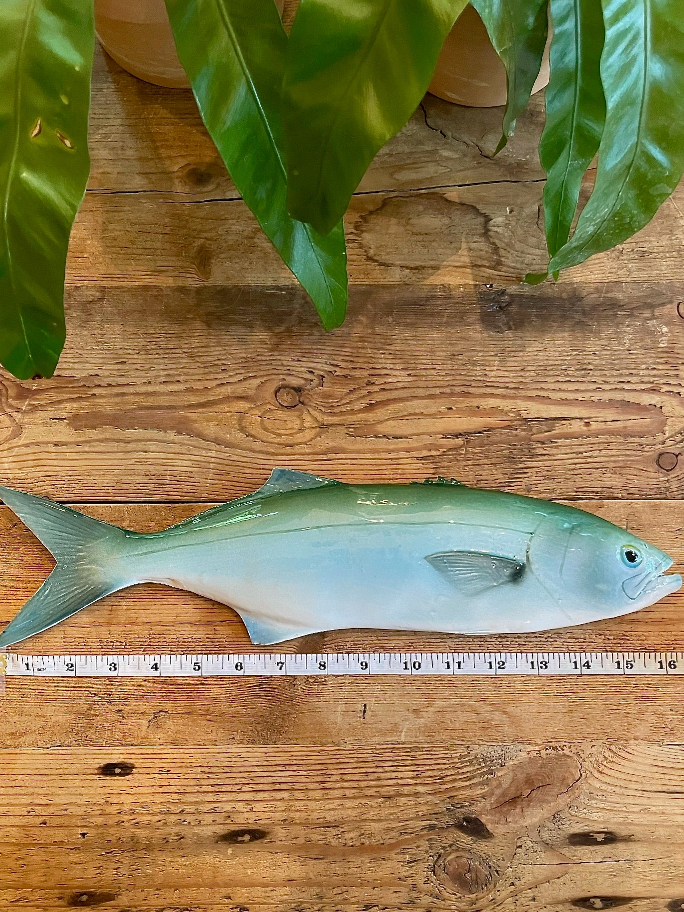 Serra - Bluefish