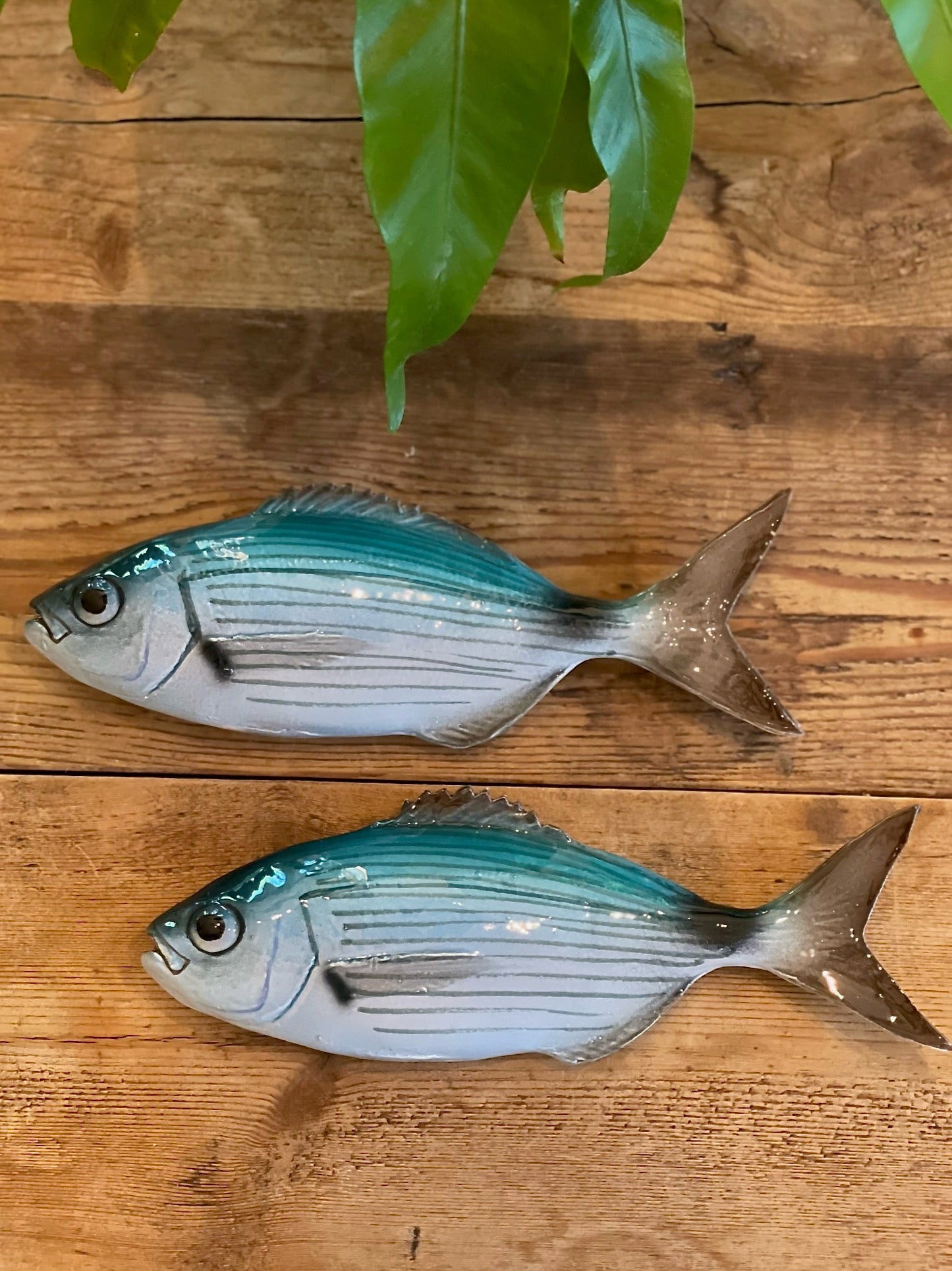 Occhiata - Saddled Sea Bream