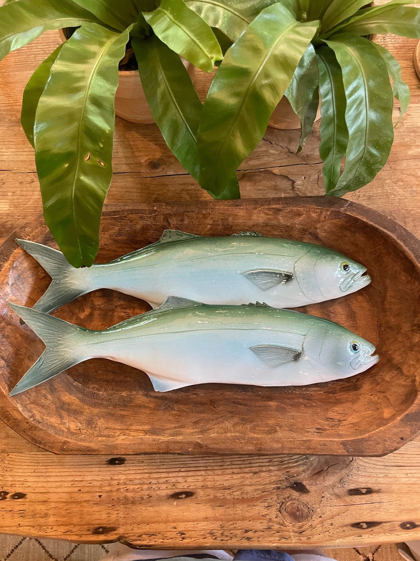 Serra - Bluefish