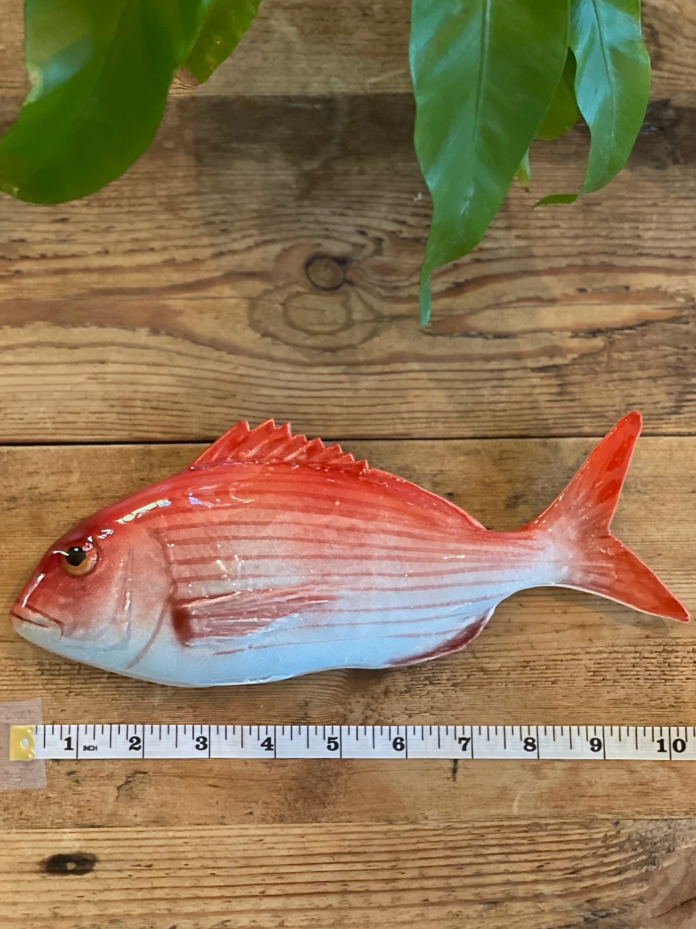 Pagro Piccolo - Red Snapper