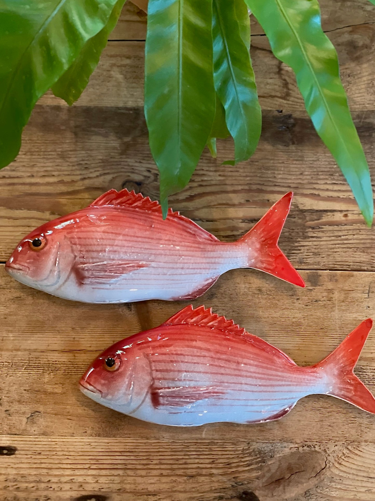 Pagro Piccolo - Red Snapper