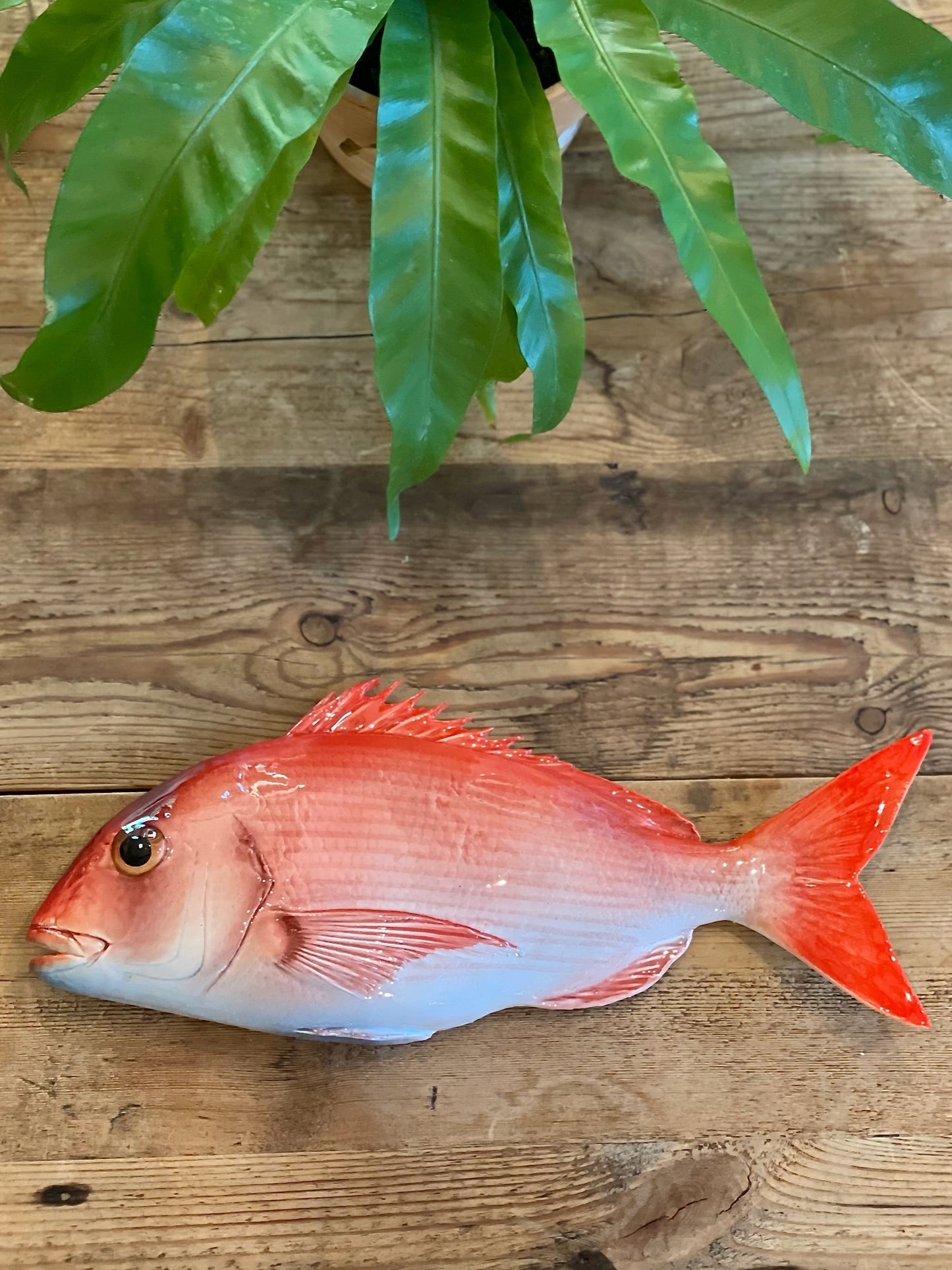 Pagro Grande  -  Large Red Snapper