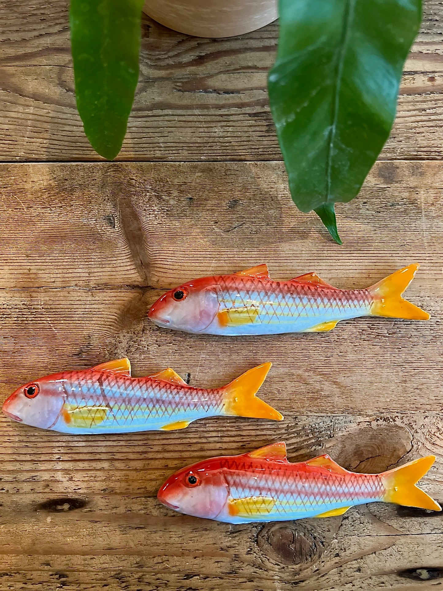 Triglia - Striped Red Mullet