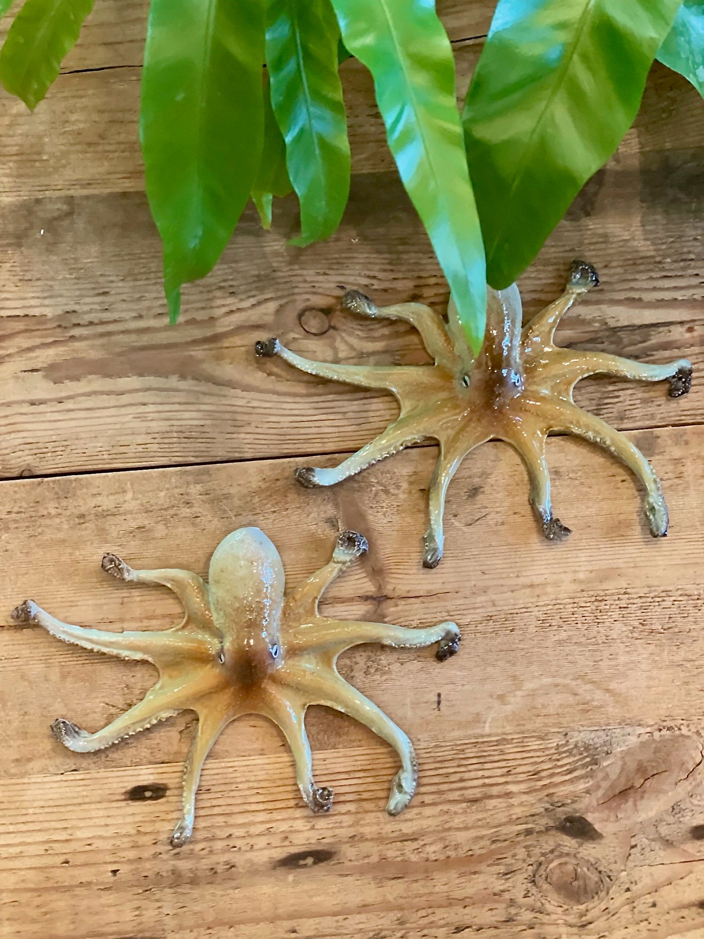 Polpo Piccolo - Octopus (A)