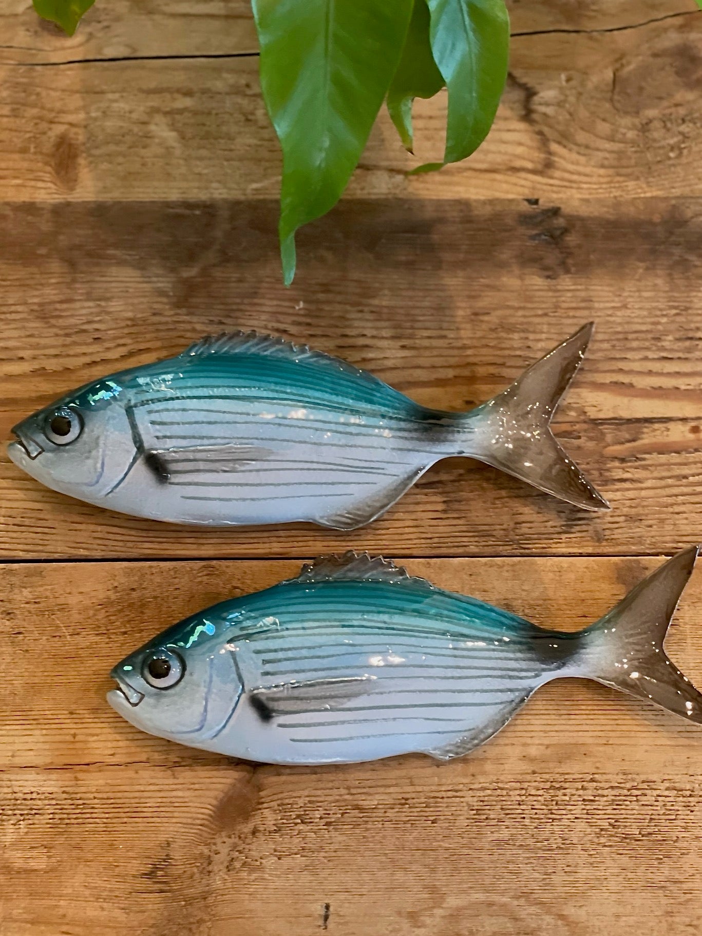 Occhiata - Saddled Sea Bream
